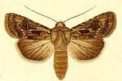 Attēlu rezultāti vaicājumam “Agrotis vestigialis”