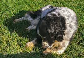 Image result for Ashcombe Valley Archers