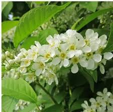 Attēlu rezultāti vaicājumam “Prunus padus var. roseiflora”