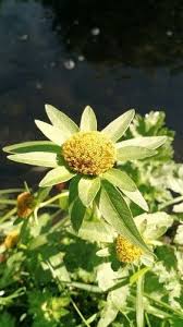 Attēlu rezultāti vaicājumam “Bidens tripartita flower”