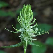 Attēlu rezultāti vaicājumam “Phyteuma spicatum bud”