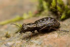 Attēlu rezultāti vaicājumam “Elaphrus cupreus”