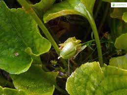 Attēlu rezultāti vaicājumam “Viola uliginosa bud”