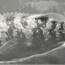 Image result for Tautoga onitis