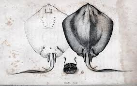 Image result for Hypanus say