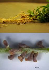 Attēlu rezultāti vaicājumam “Galega orientalis bud”