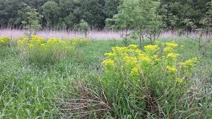 Attēlu rezultāti vaicājumam “Euphorbia palustris flower”