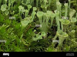 Attēlu rezultāti vaicājumam “Cladonia pyxidata”