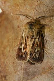 Attēlu rezultāti vaicājumam “Cerapteryx graminis”