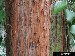 Attēlu rezultāti vaicājumam “Taxodium distichum”