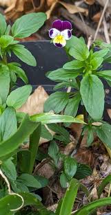 Attēlu rezultāti vaicājumam “Viola tricolor subsp. curtisii bud”