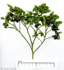 Attēlu rezultāti vaicājumam “Vaccinium myrtillus”