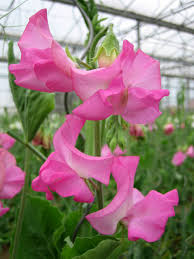 Image result for Lathyrus odoratus