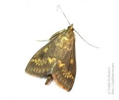 Attēlu rezultāti vaicājumam “Ostrinia nubilalis”