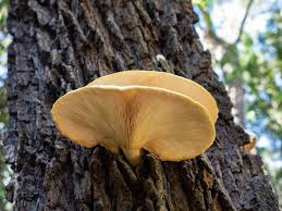 Attēlu rezultāti vaicājumam “Podostroma leucopus”