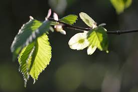 Attēlu rezultāti vaicājumam “Ulmus glabra fruit”