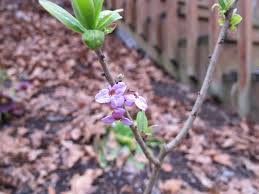Attēlu rezultāti vaicājumam “Daphne mezereum flower”