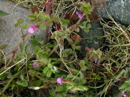 Attēlu rezultāti vaicājumam “Vicia lathyroides leaf”