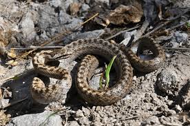 Attēlu rezultāti vaicājumam “Coronella austriaca adult”