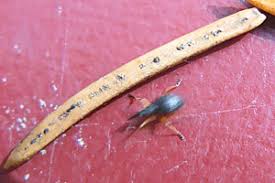 Attēlu rezultāti vaicājumam “Protapion sp.”