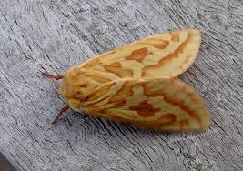 Attēlu rezultāti vaicājumam “Hepialus humuli female”