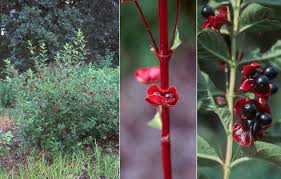 Attēlu rezultāti vaicājumam “Lonicera tatarica fruit”