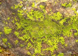 Attēlu rezultāti vaicājumam “Chrysothrix candelaris”