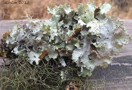 Attēlu rezultāti vaicājumam “Platismatia glauca”