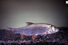 Image result for Leuciscus idus