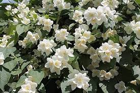 Attēlu rezultāti vaicājumam “Philadelphus coronarius”