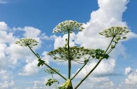Attēlu rezultāti vaicājumam “Heracleum sosnowskyi leaf”