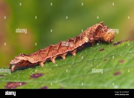 Attēlu rezultāti vaicājumam “Thyatira batis larva”