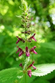 Attēlu rezultāti vaicājumam “Stachys sylvatica flower”