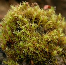 Attēlu rezultāti vaicājumam “Didymodon fallax var. brevifolius”