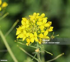 Attēlu rezultāti vaicājumam “Rorippa sylvestris”