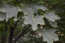 Attēlu rezultāti vaicājumam “Acer platanoides”
