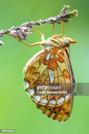 Attēlu rezultāti vaicājumam “Clossiana euphrosyne underside”
