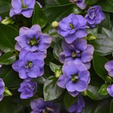 Image result for Exacum affine