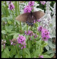Attēlu rezultāti vaicājumam “Stachys officinalis”