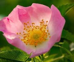 Image result for Rosengewächse