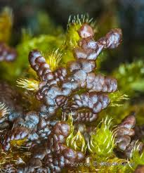 Attēlu rezultāti vaicājumam “Frullania tamarisci macro”