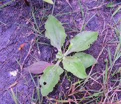 Attēlu rezultāti vaicājumam “Plantago uniflora leaf”