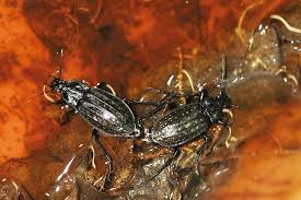 Attēlu rezultāti vaicājumam “Carabus clathratus”