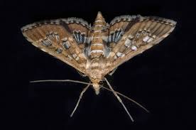 Attēlu rezultāti vaicājumam “Crambidae”