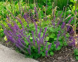 Attēlu rezultāti vaicājumam “Salvia verticillata”