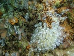 Image result for Haslemere Sub Aqua Club