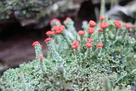 Attēlu rezultāti vaicājumam “Cladonia”