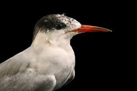 Image result for Sterna hirundo