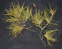 Attēlu rezultāti vaicājumam “Stuckenia pectinata”