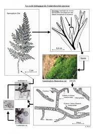 Attēlu rezultāti vaicājumam “Isothecium alopecuroides sporophyte”
